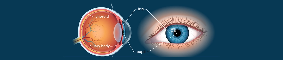 안구의 구조(iris, pupil, choroid, ciliary body)